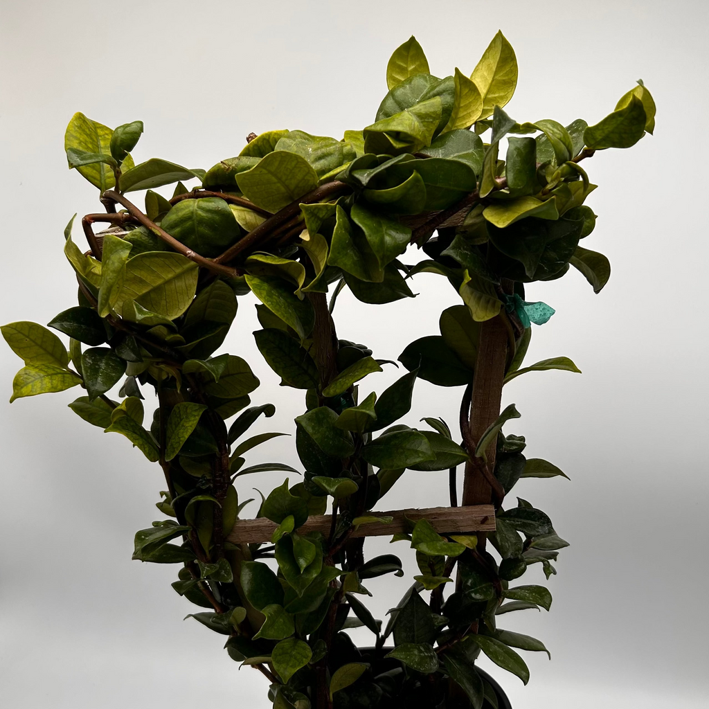 Star Jasmine