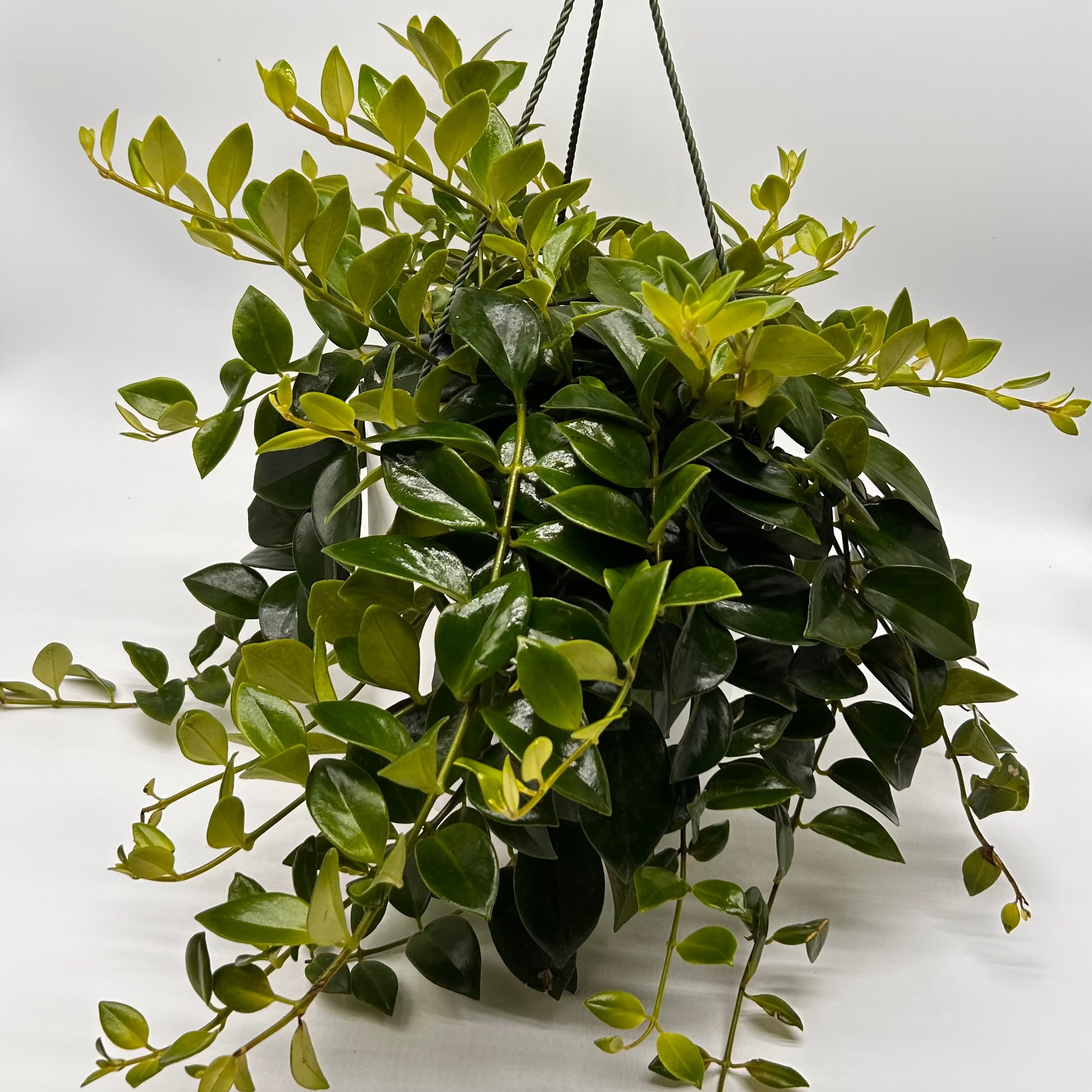 Aeschynanthus Lipstick Plant 'Mona Lisa'