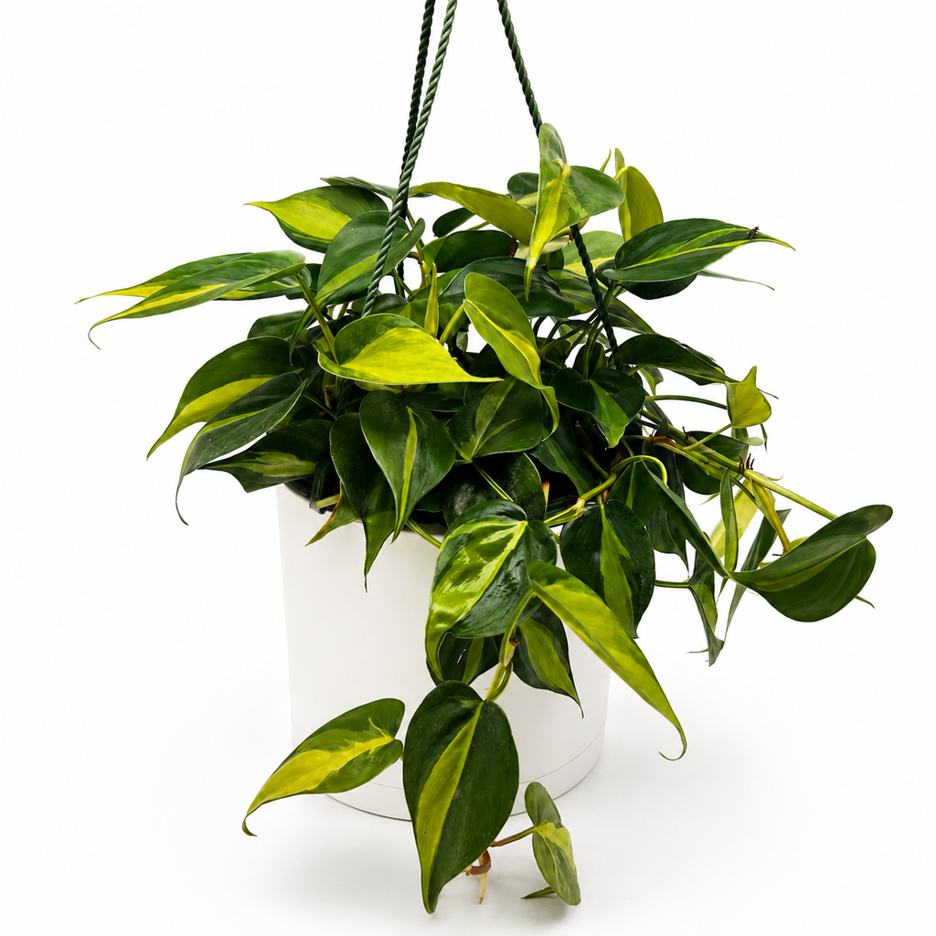 Philodendron Brazil