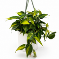 Philodendron Brazil