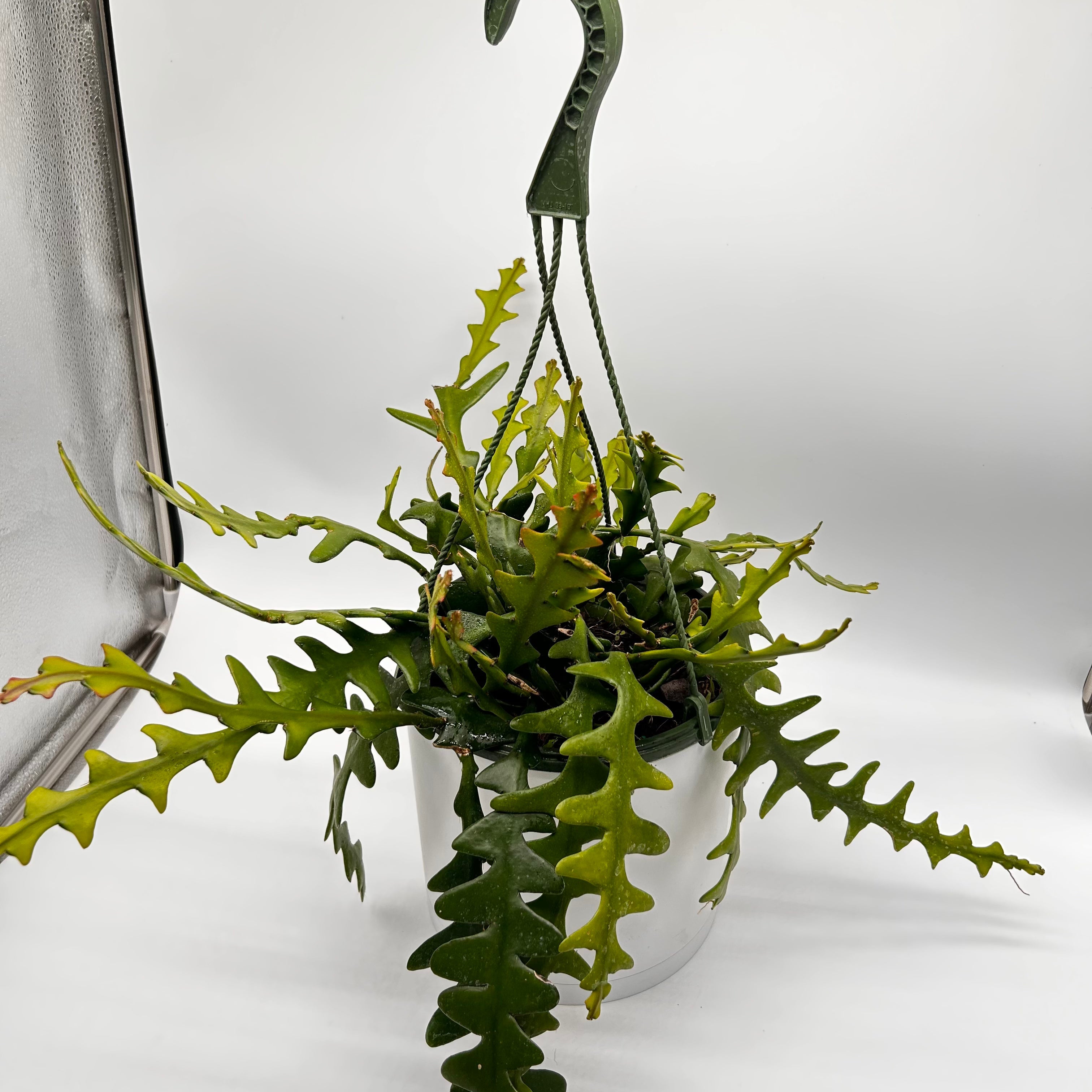 Fishbone Cactus