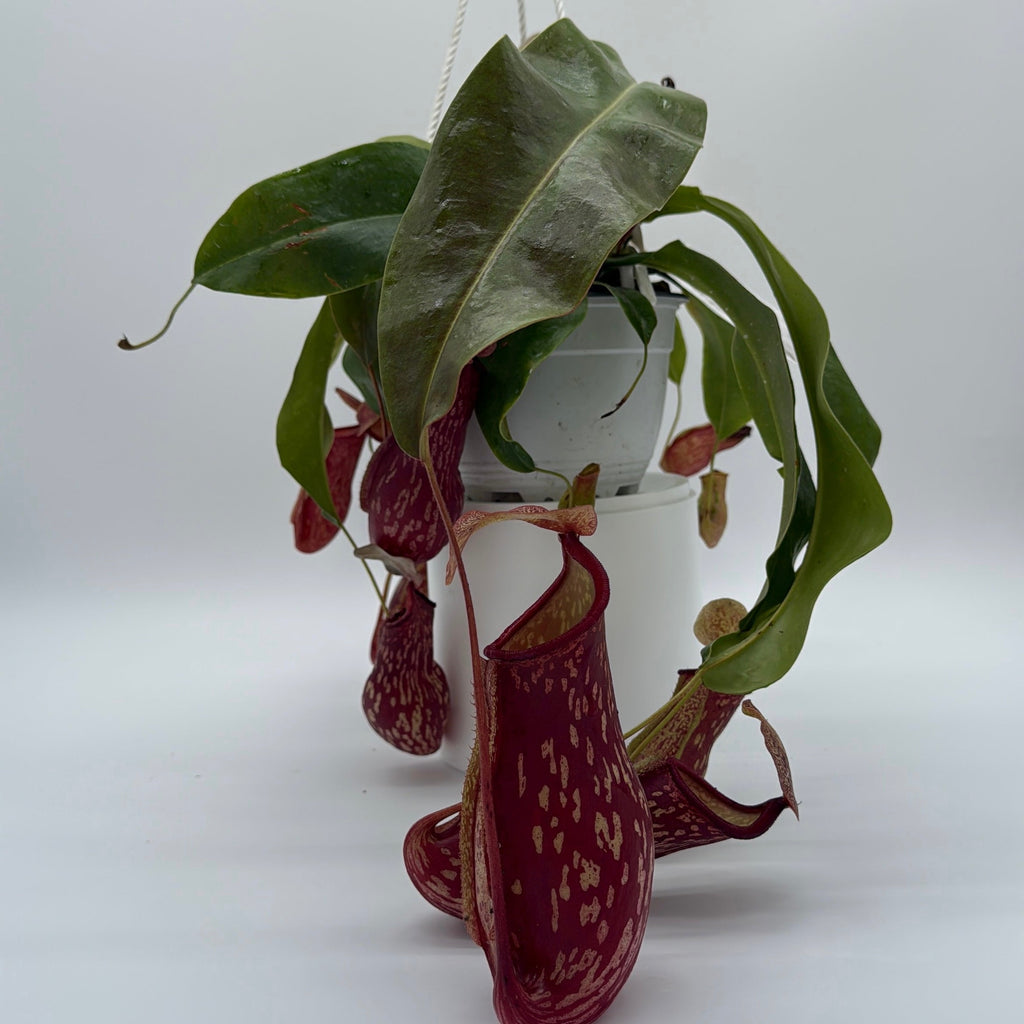 Nepenthes Gaya (Tropical Pitcher Plant)