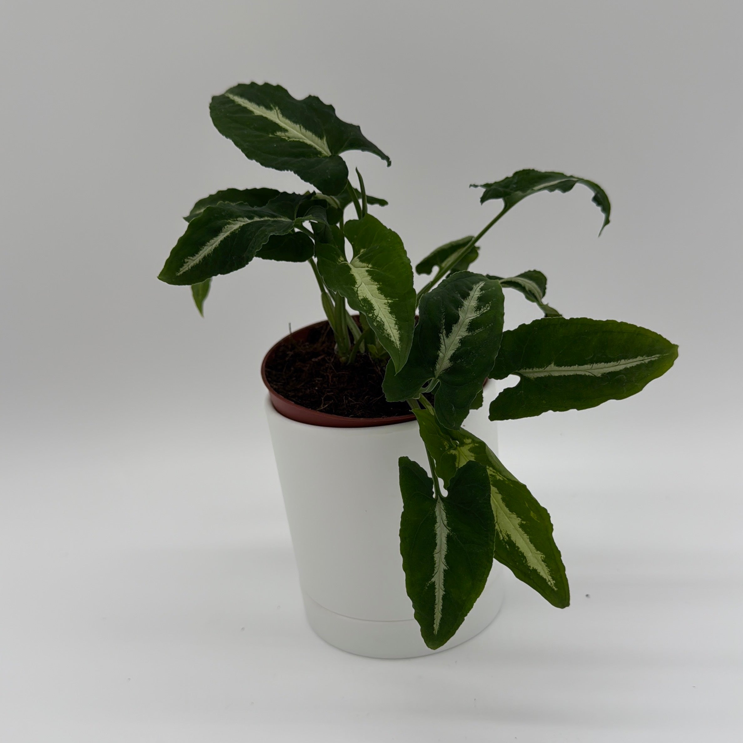 Syngonium Wendlandii