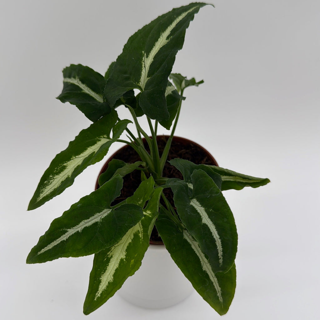 Syngonium Wendlandii