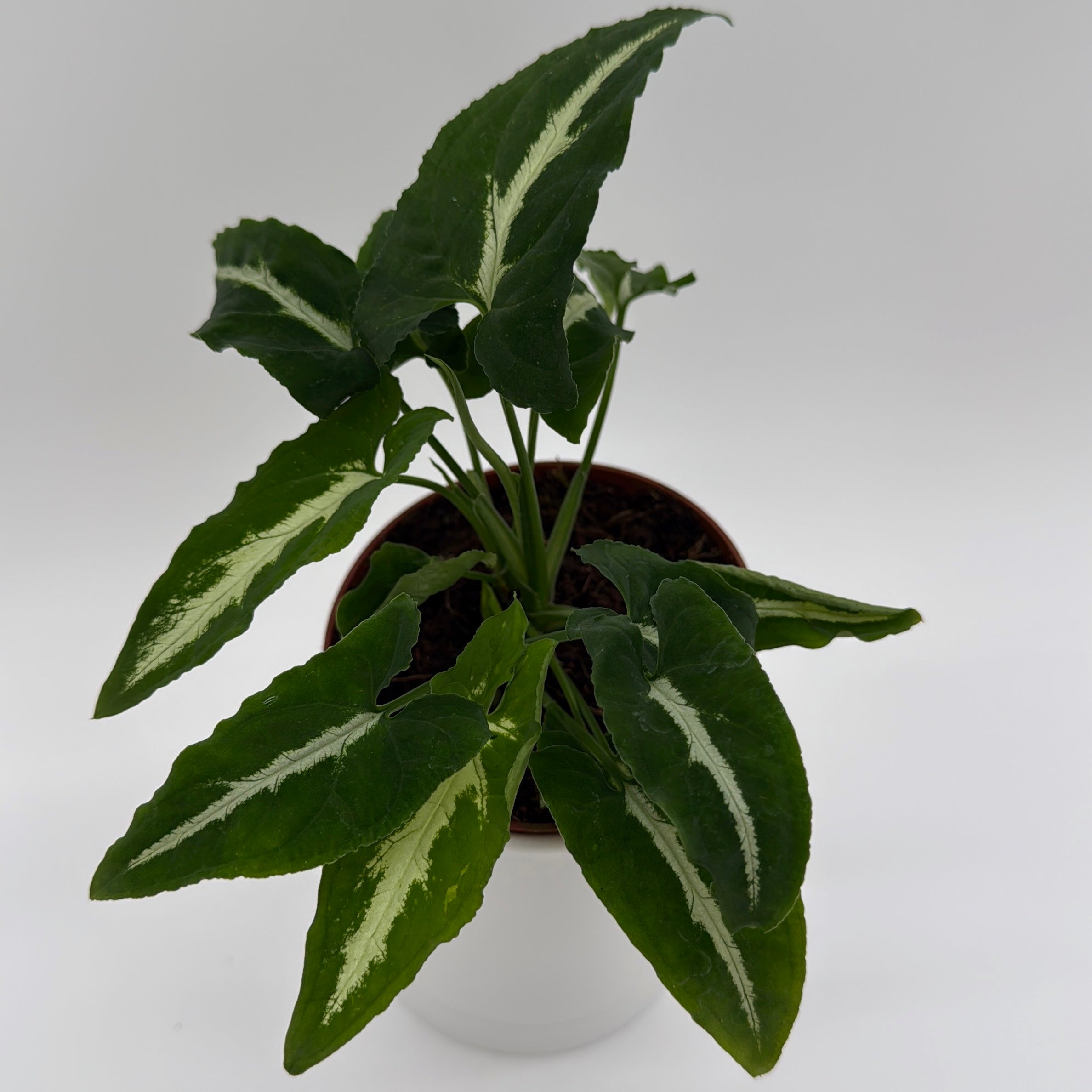 Syngonium Wendlandii