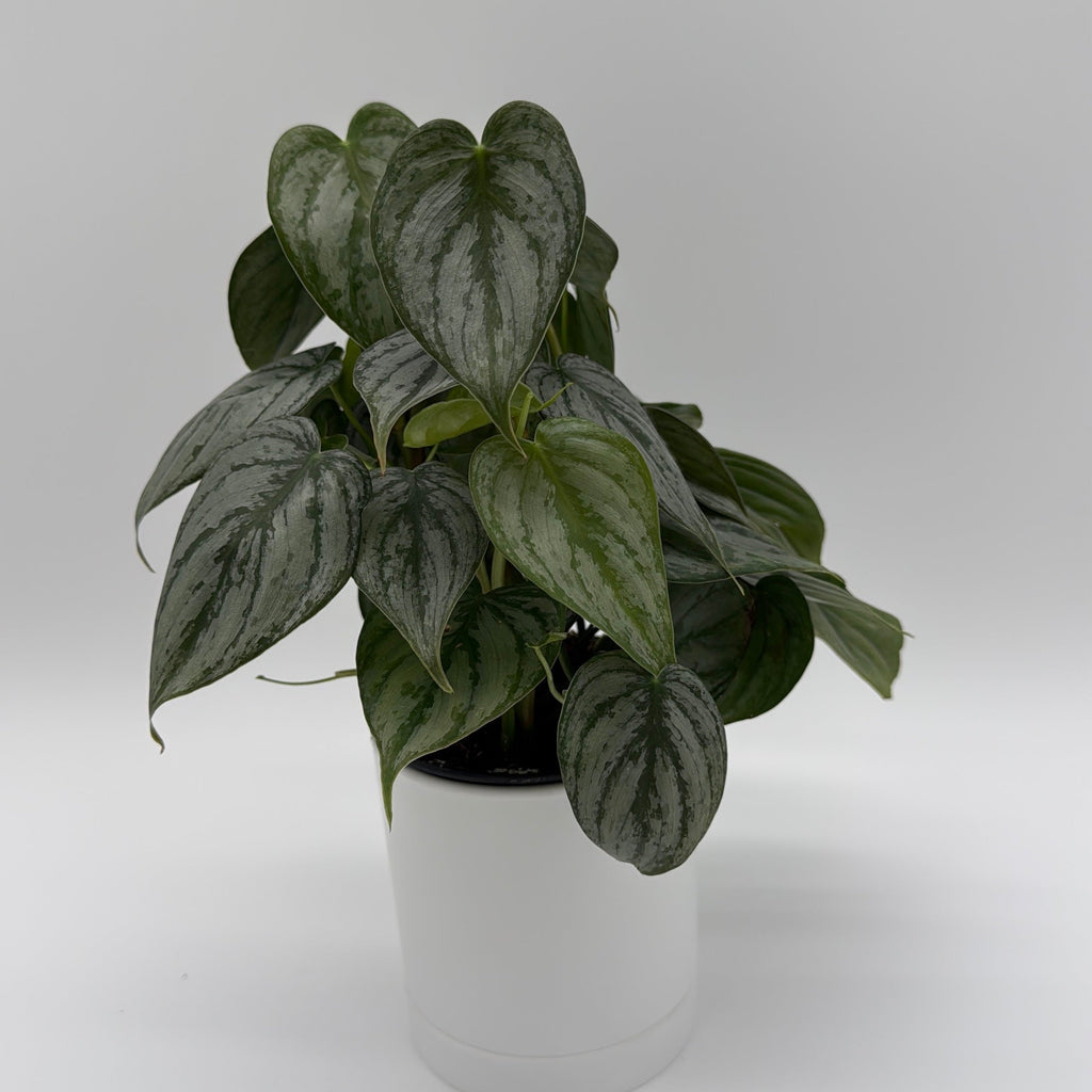 Philodendron Brandi