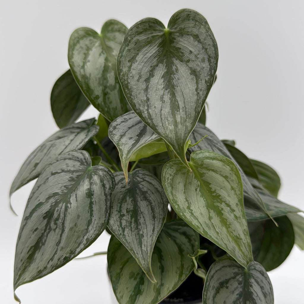 Philodendron Brandi