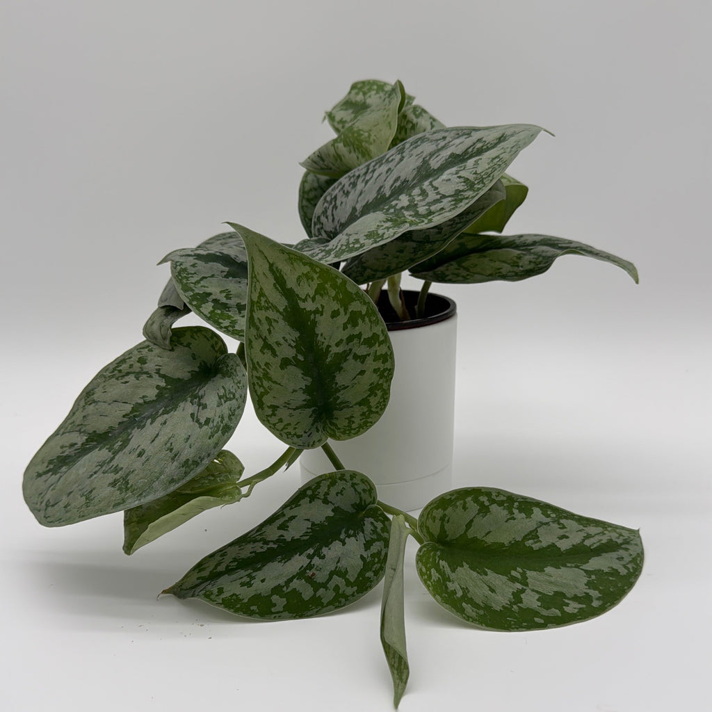 Silver Pothos (Scindapsus Exotica)