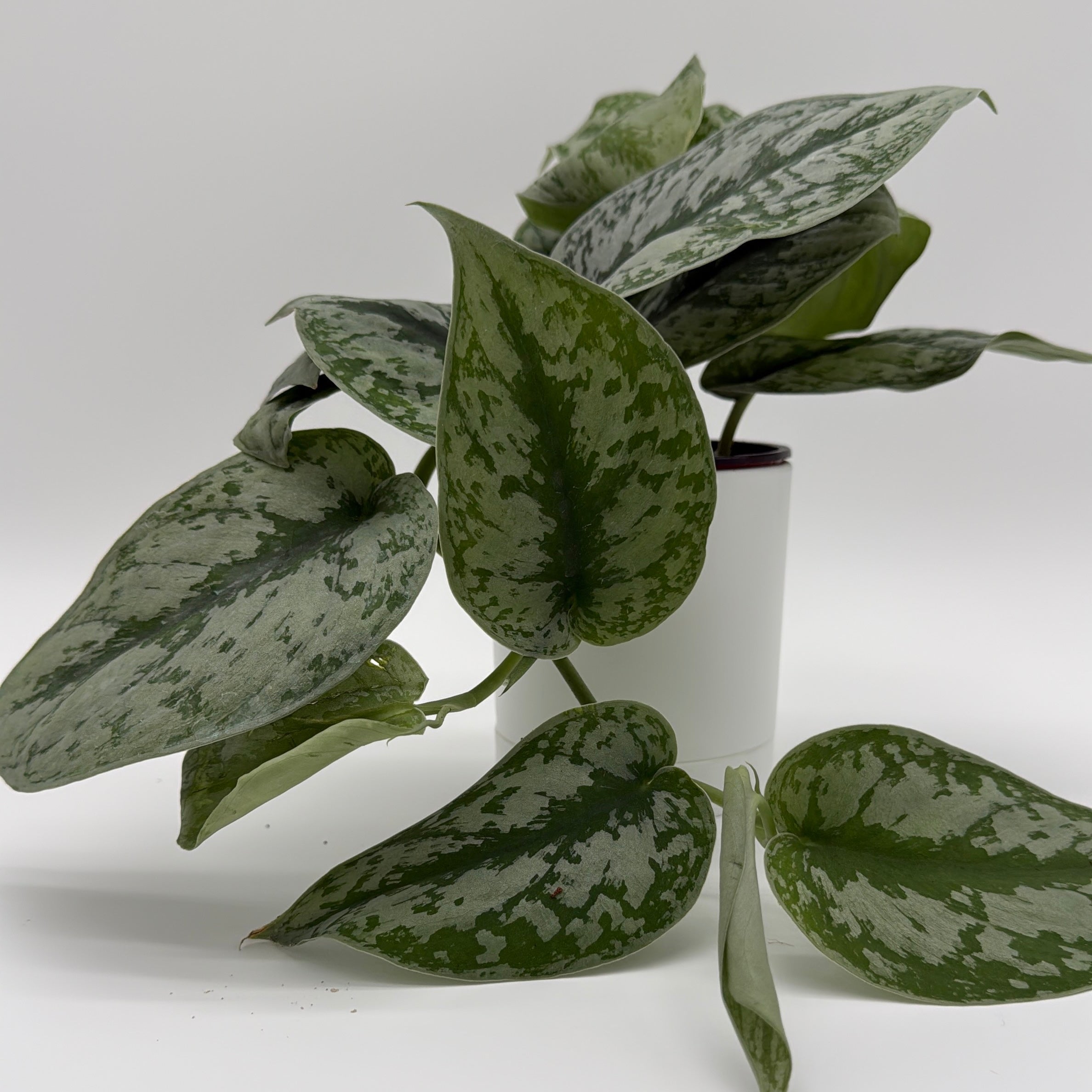 Silver Pothos (Scindapsus Exotica)