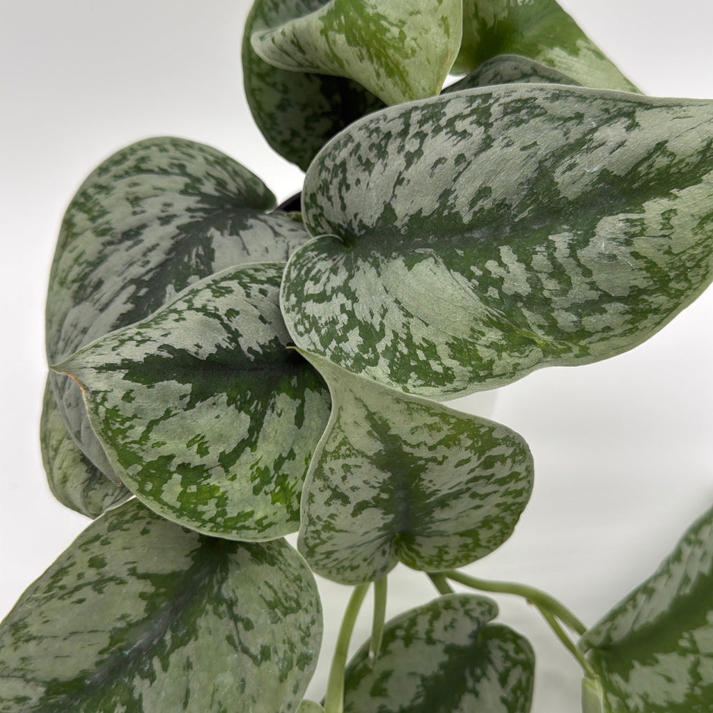 Silver Pothos (Scindapsus Exotica)