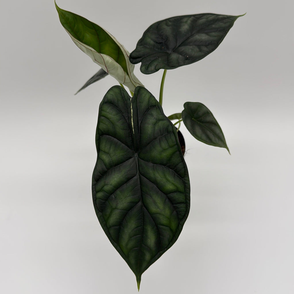 Alocasia Baginda 'Dragon Scale'