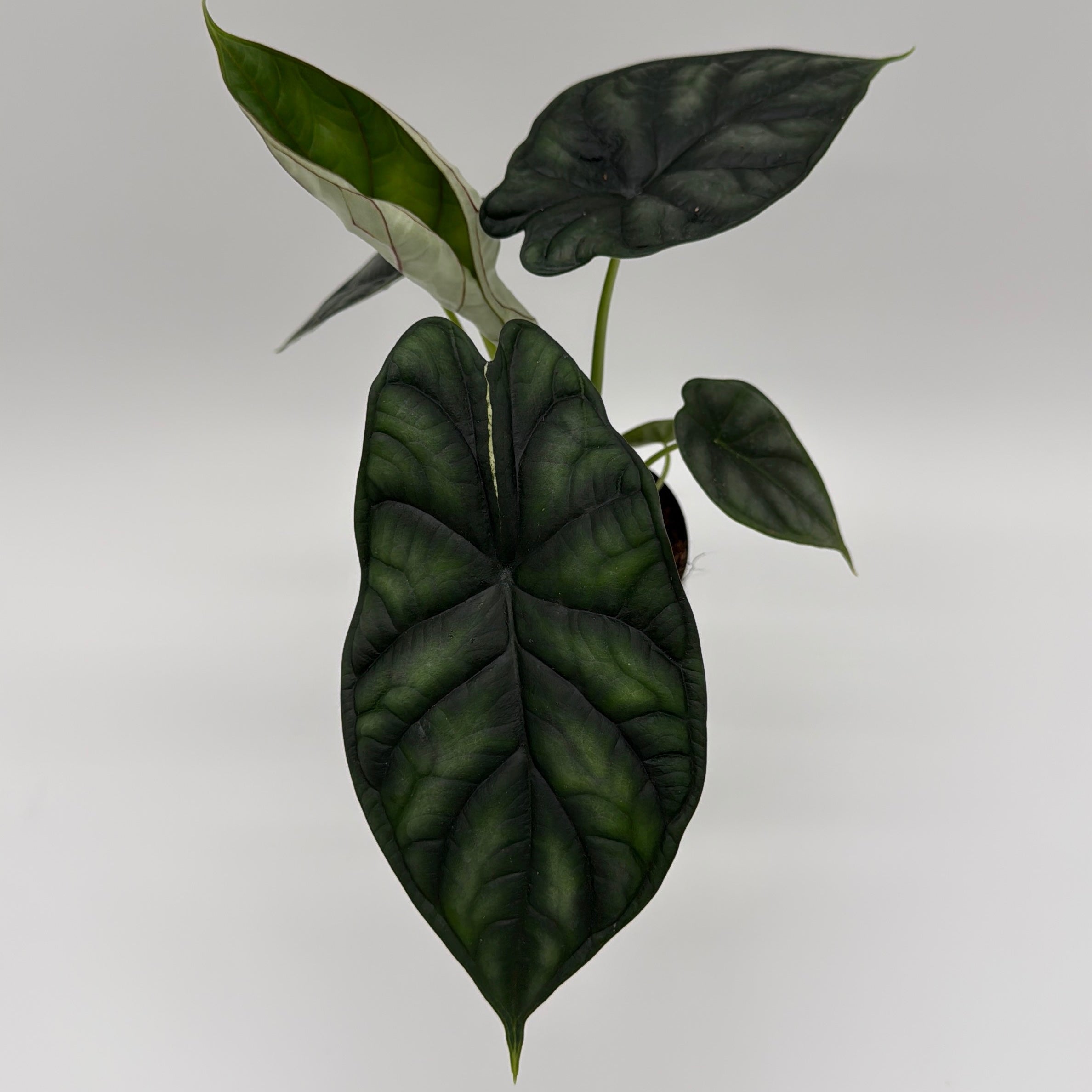 Alocasia Baginda 'Dragon Scale'