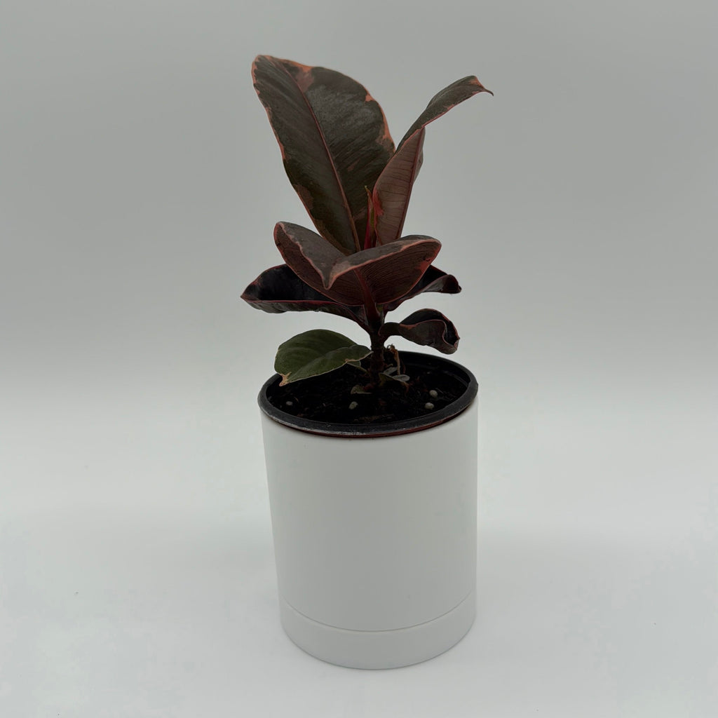Ficus Elastica Ruby
