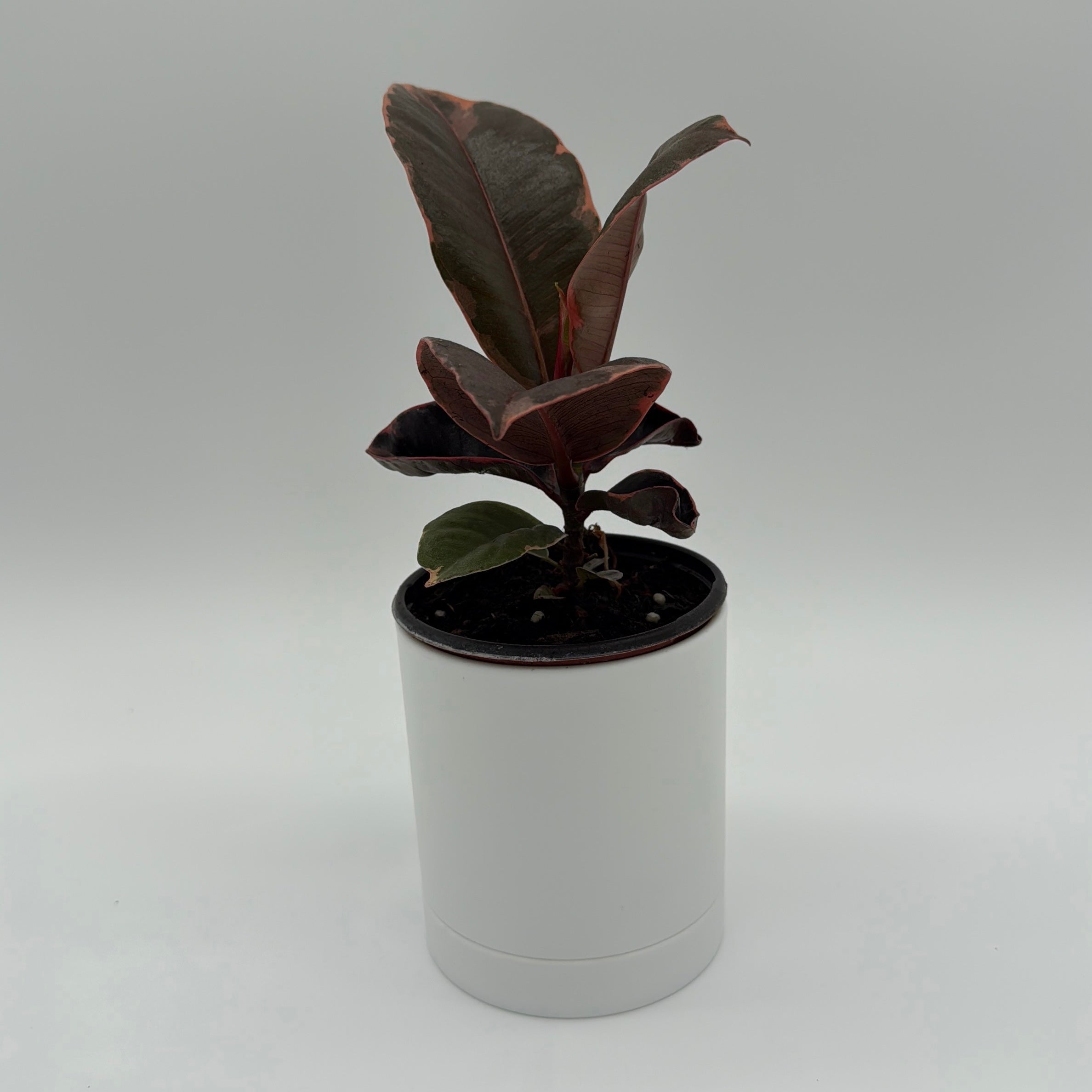 Ficus Elastica Ruby