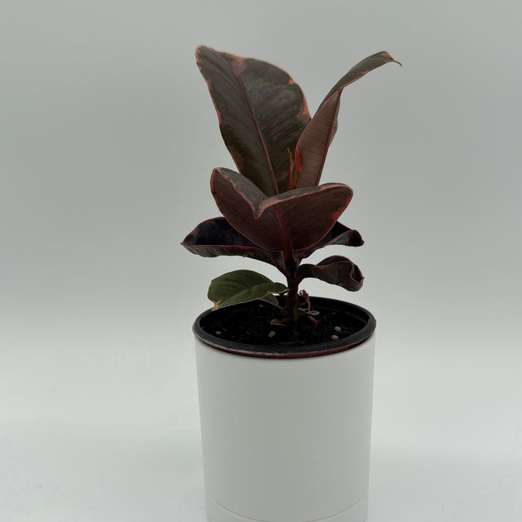 Ficus Elastica Ruby