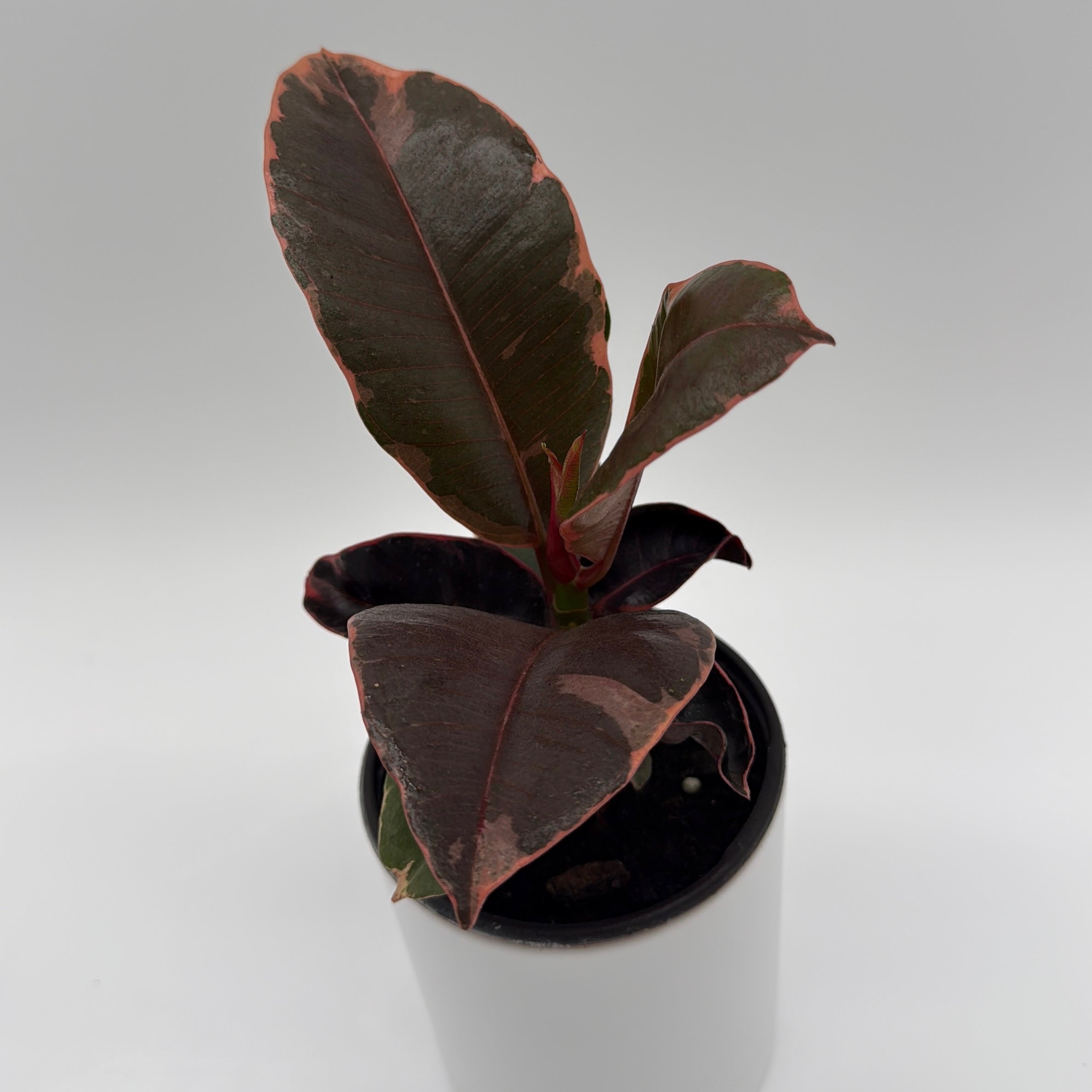 Ficus Elastica Ruby
