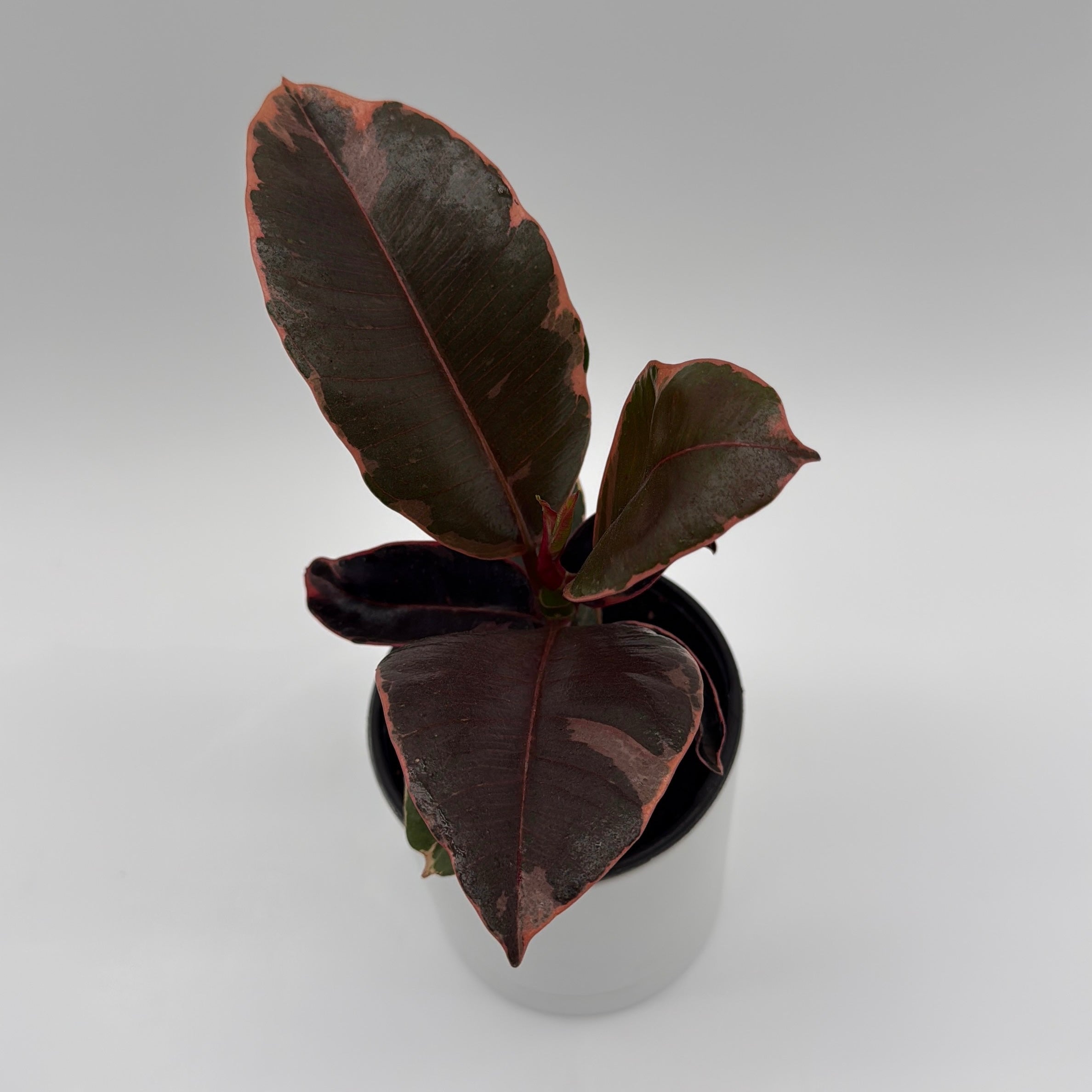 Ficus Elastica Ruby