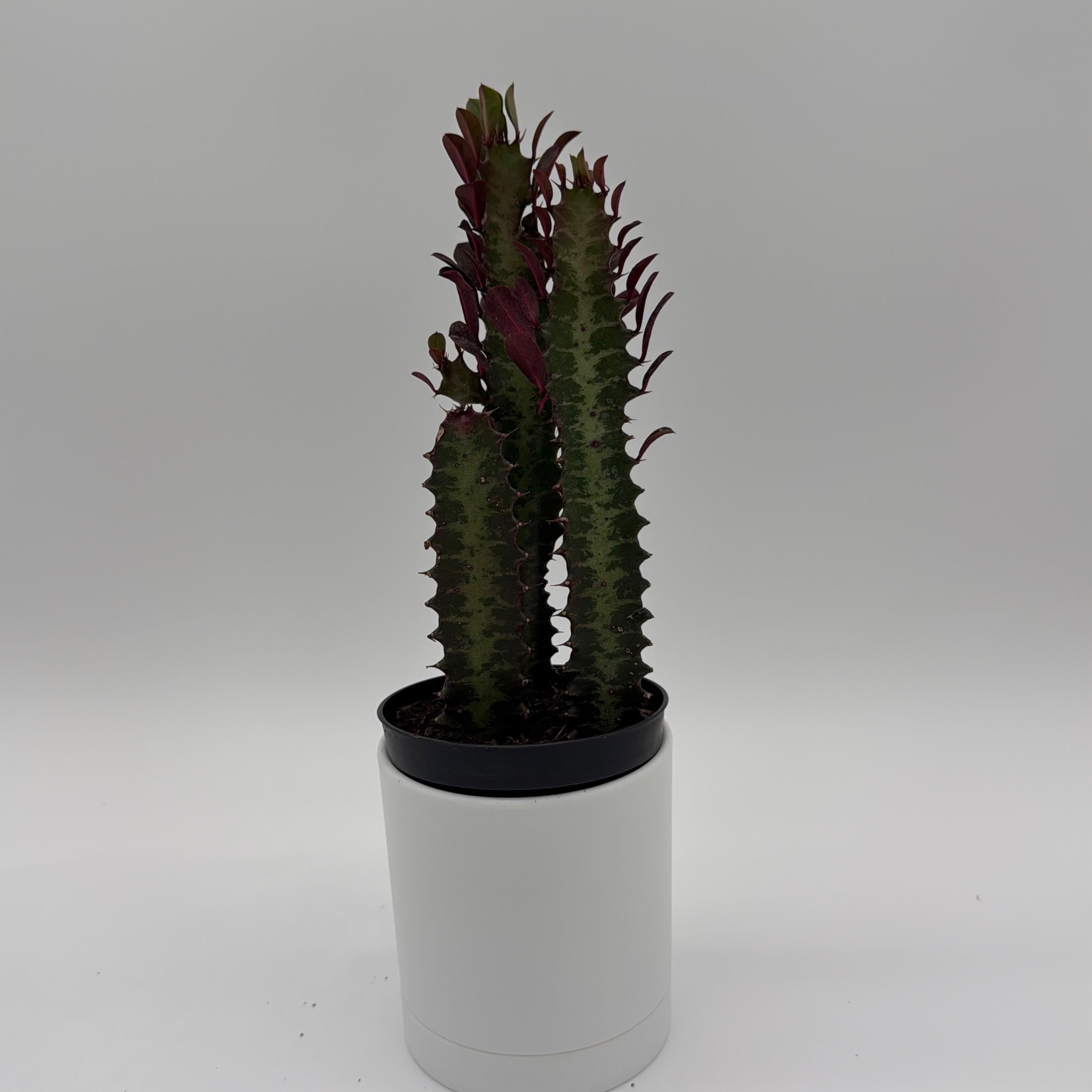 Euphorbia Trigona (Red)