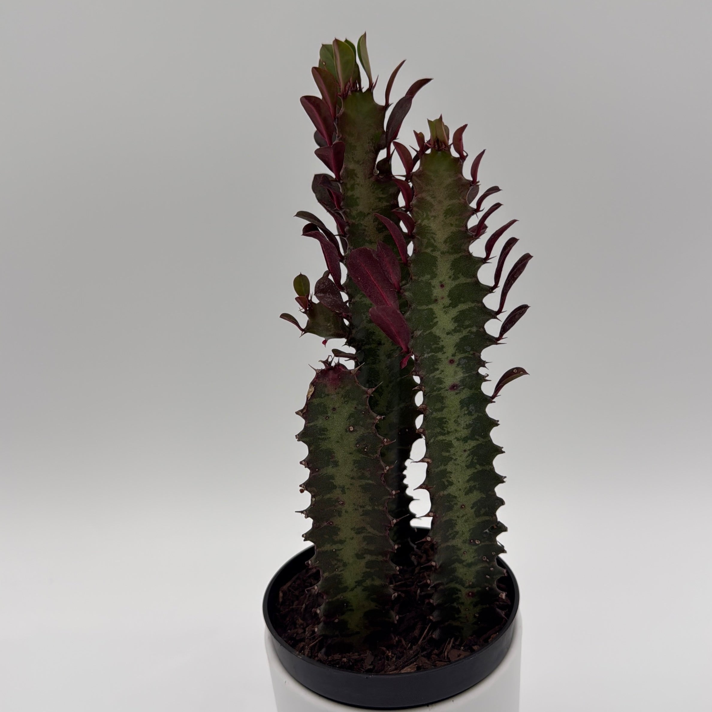 Euphorbia Trigona (Red)