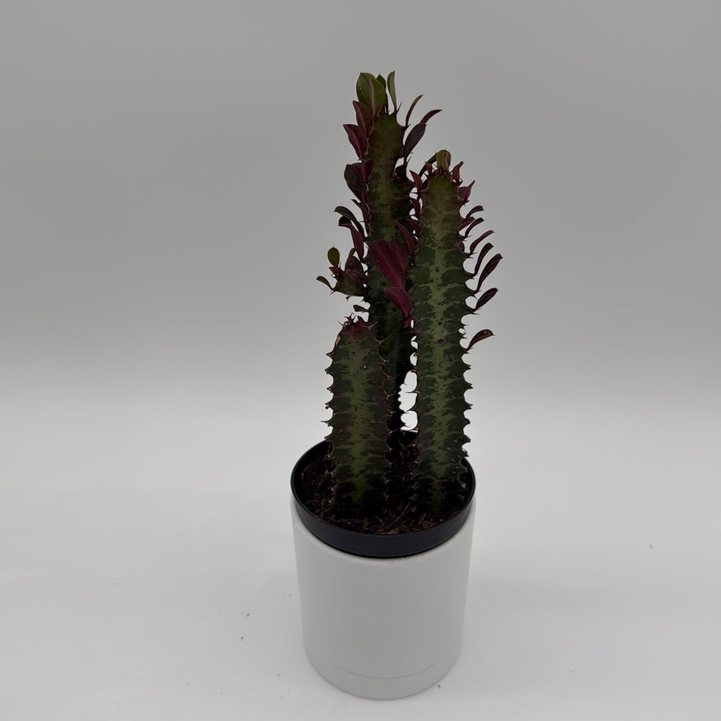 Euphorbia Trigona (Red)