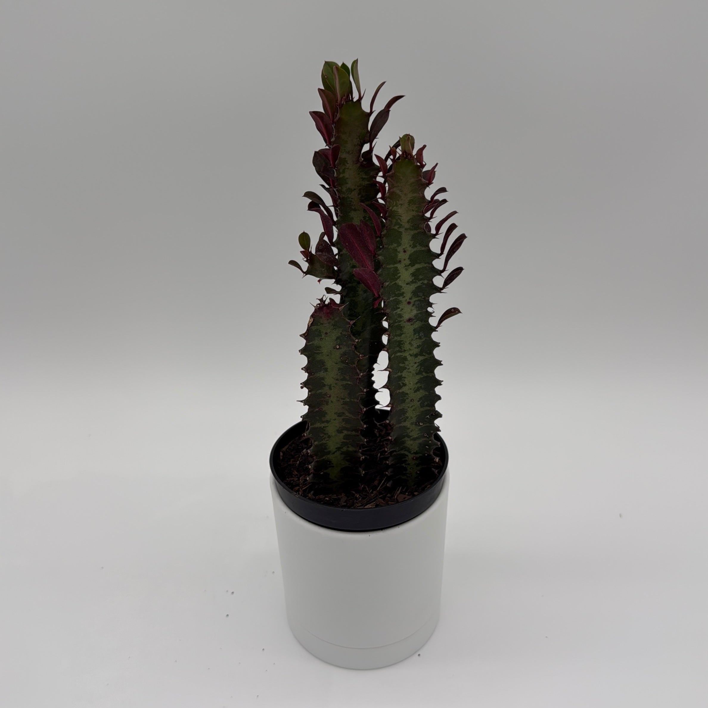 Euphorbia Trigona (Red)