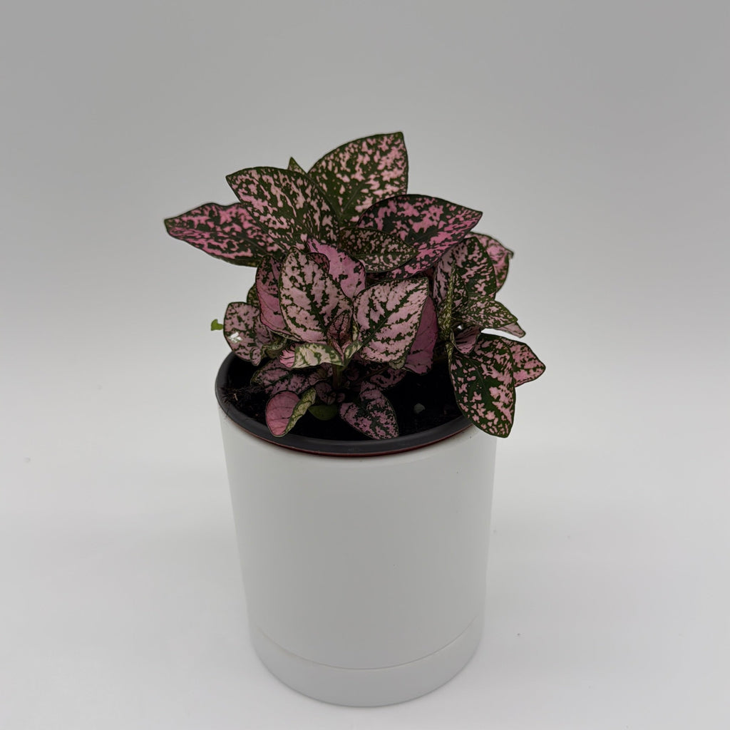 Hypoestes Phyllostachya (Polka Dot Plant)