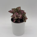 Hypoestes Phyllostachya (Polka Dot Plant)