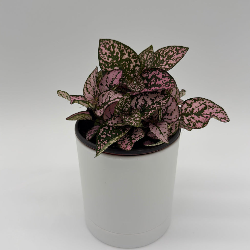 Hypoestes Phyllostachya (Polka Dot Plant)