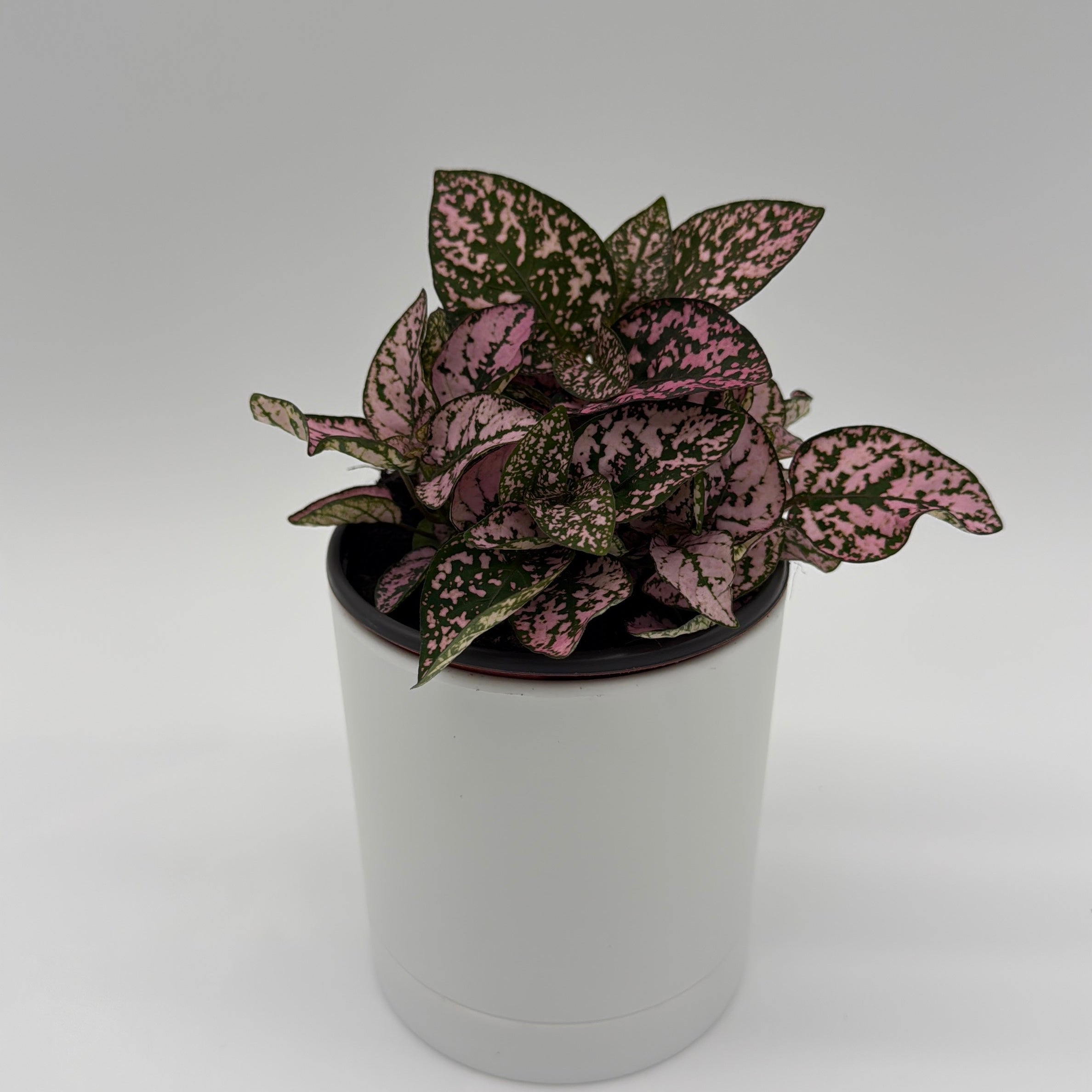 Hypoestes Phyllostachya (Polka Dot Plant)