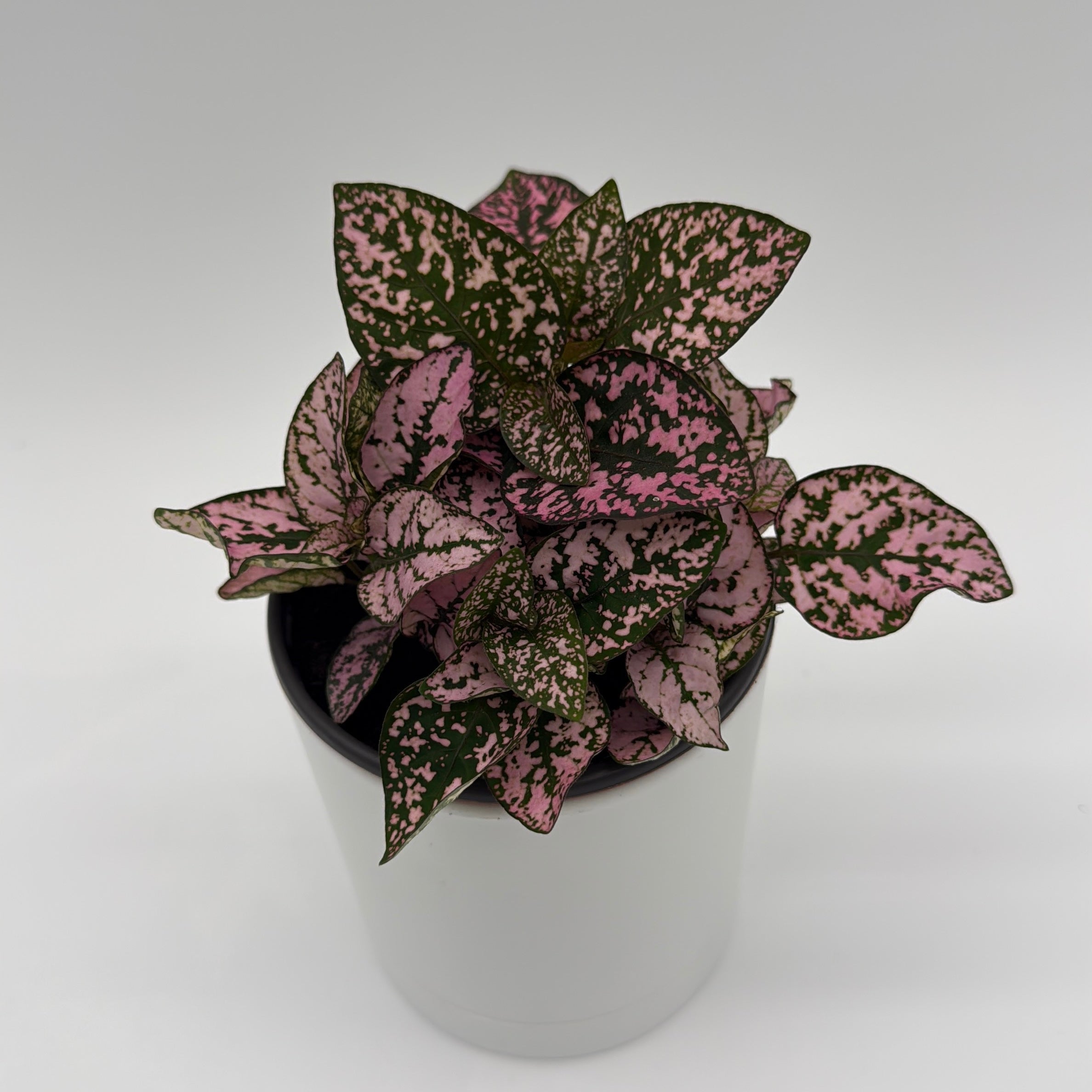 Hypoestes Phyllostachya (Polka Dot Plant)