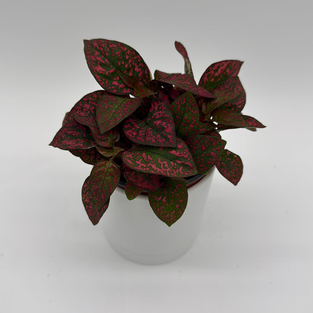 Hypoestes Phyllostachya (Polka Dot Plant)