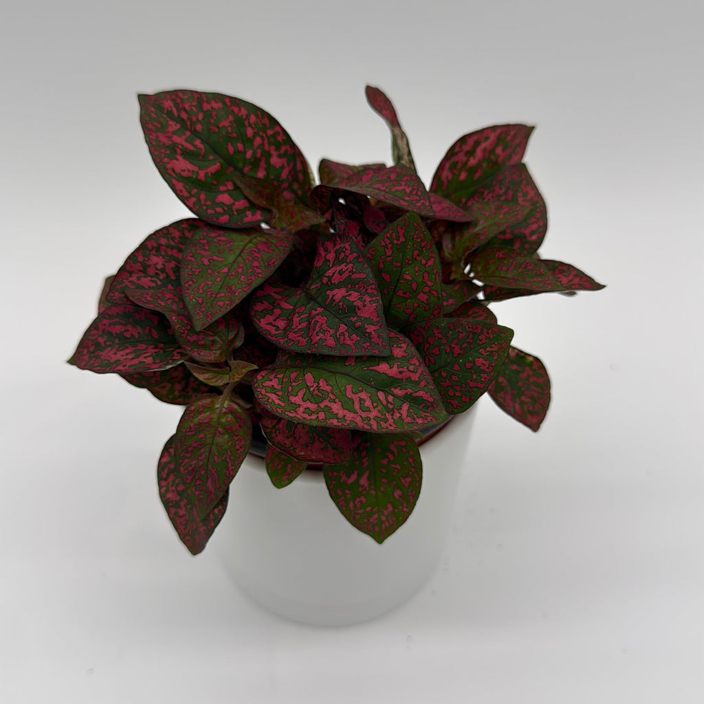 Hypoestes Phyllostachya (Polka Dot Plant)