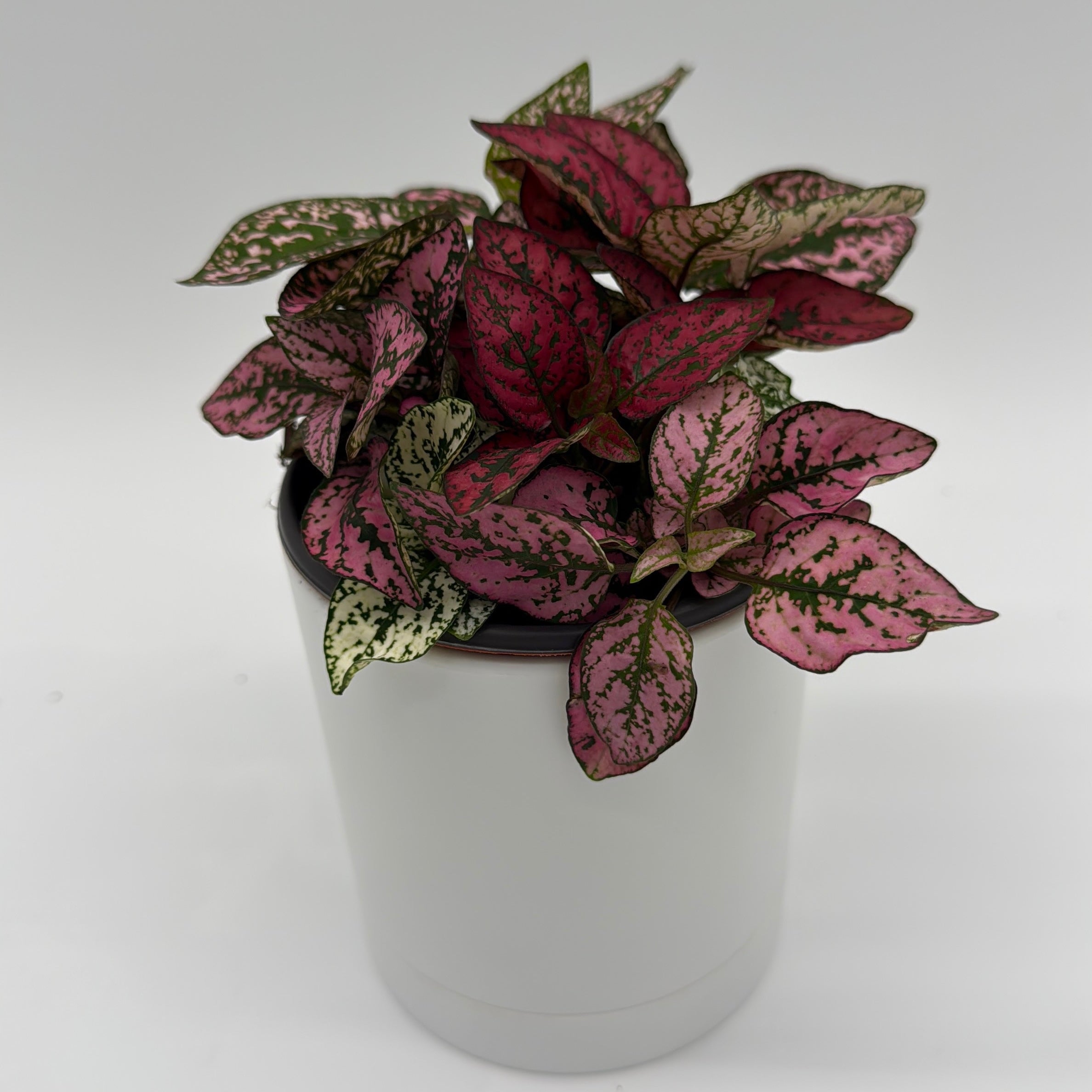 Hypoestes Phyllostachya (Polka Dot Plant)