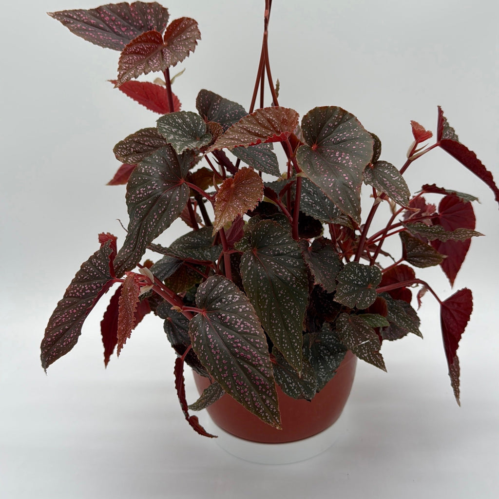 Begonia Pink Spot
