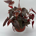 Begonia Pink Spot