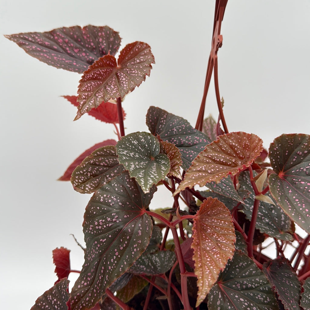 Begonia Pink Spot
