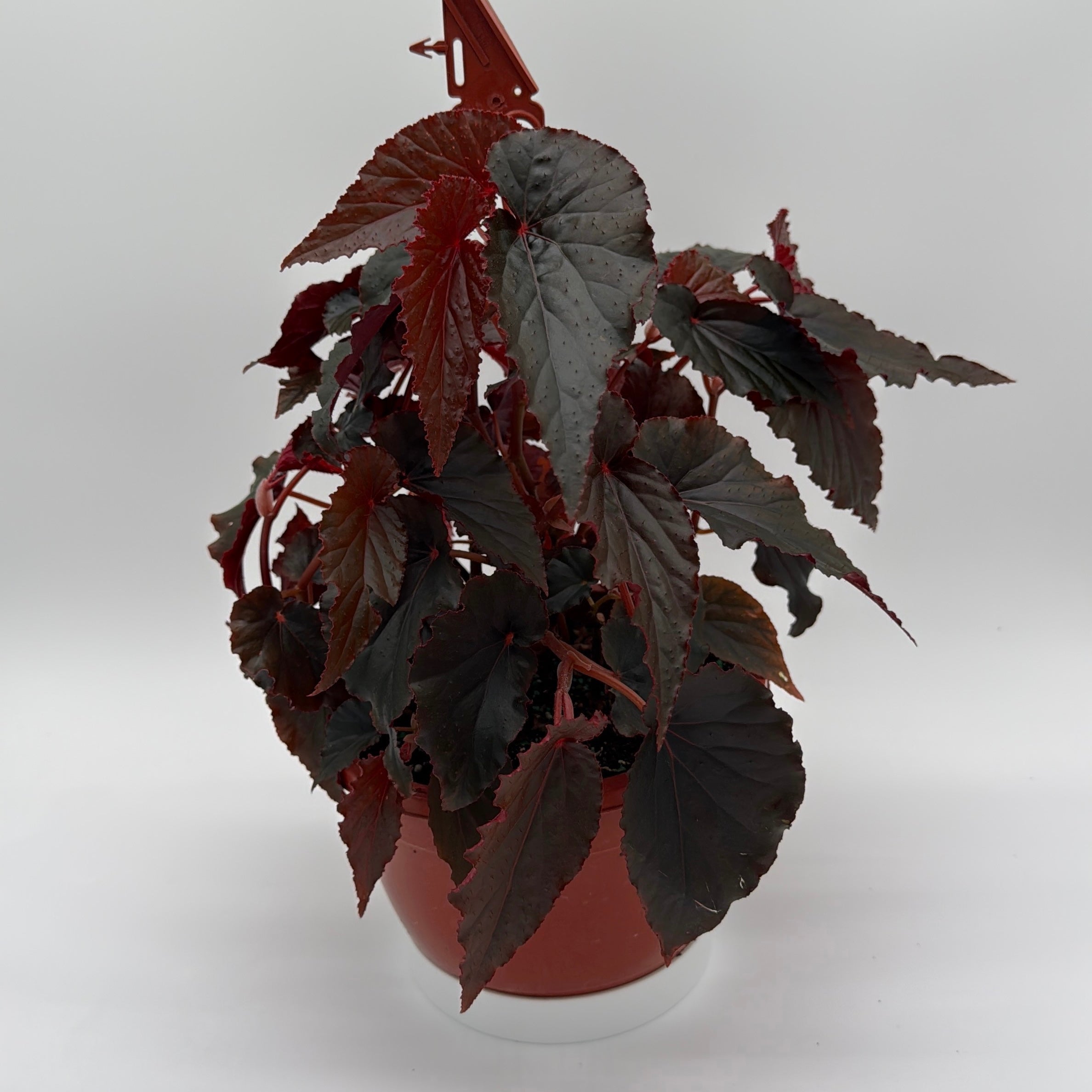 Begonia Black Magic