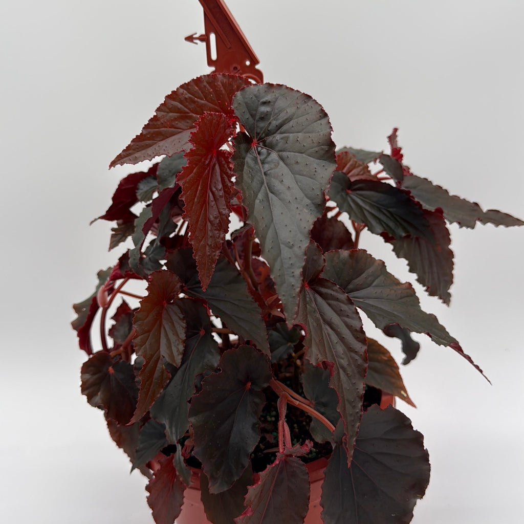 Begonia Black Magic