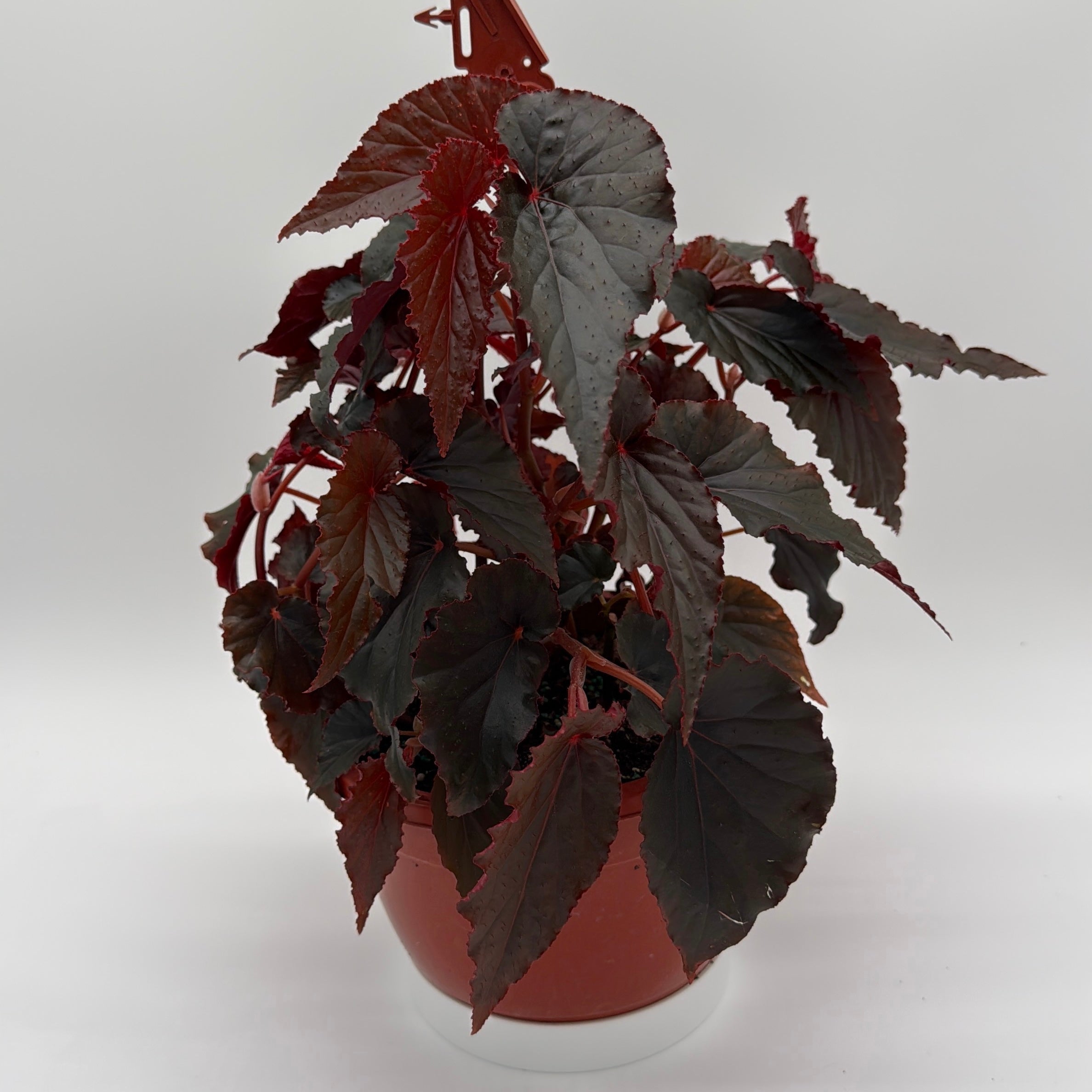 Begonia Black Magic