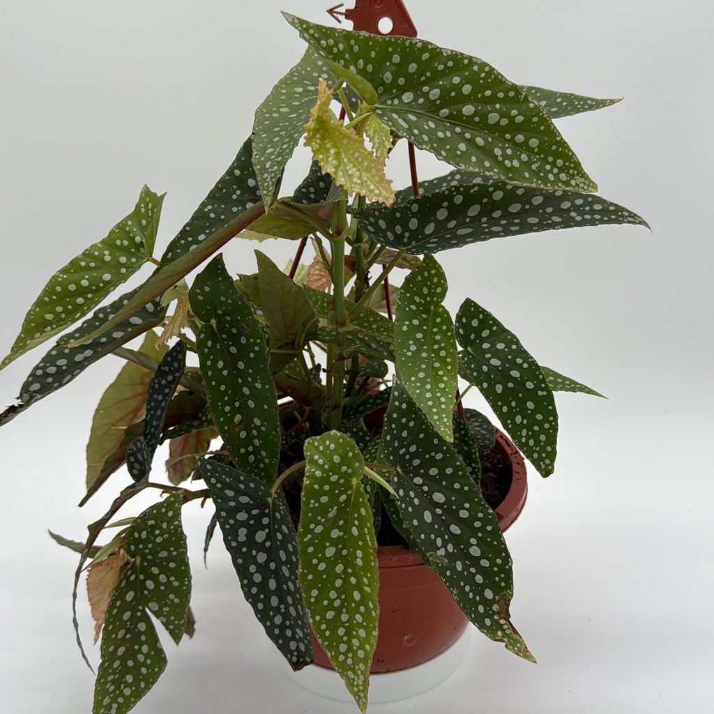 Begonia White Spot