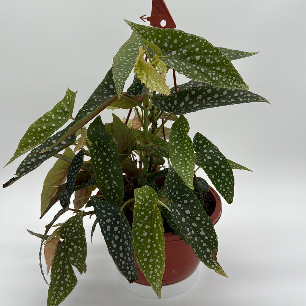 Begonia White Spot