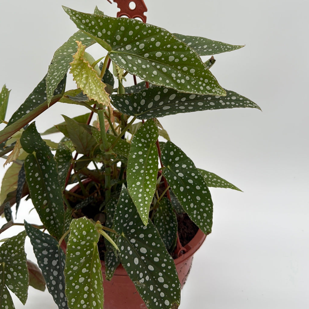 Begonia White Spot