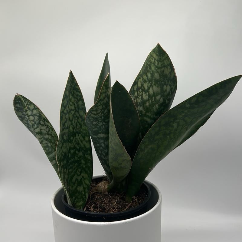 Sansevieria Masoniana (Whale Fin)