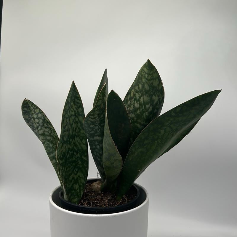 Sansevieria Masoniana (Whale Fin)