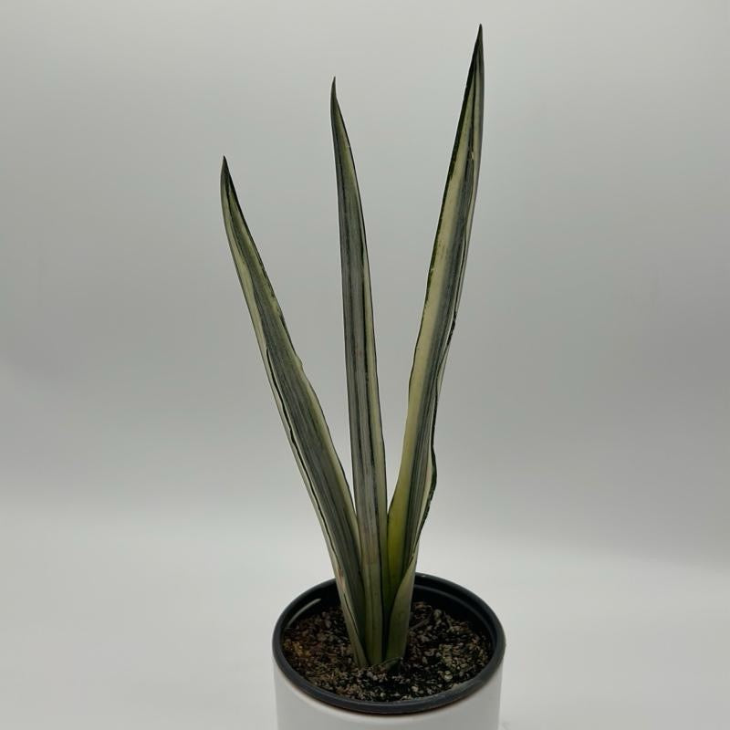Sansevieria 'Bantel's Sensation'