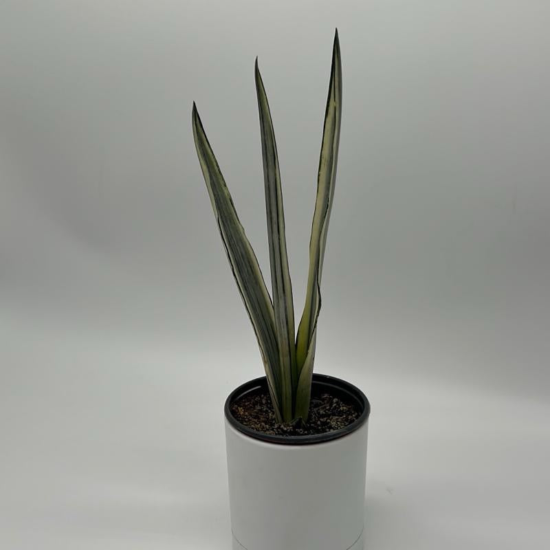 Sansevieria 'Bantel's Sensation'