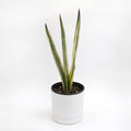 Sansevieria 'Bantel's Sensation'