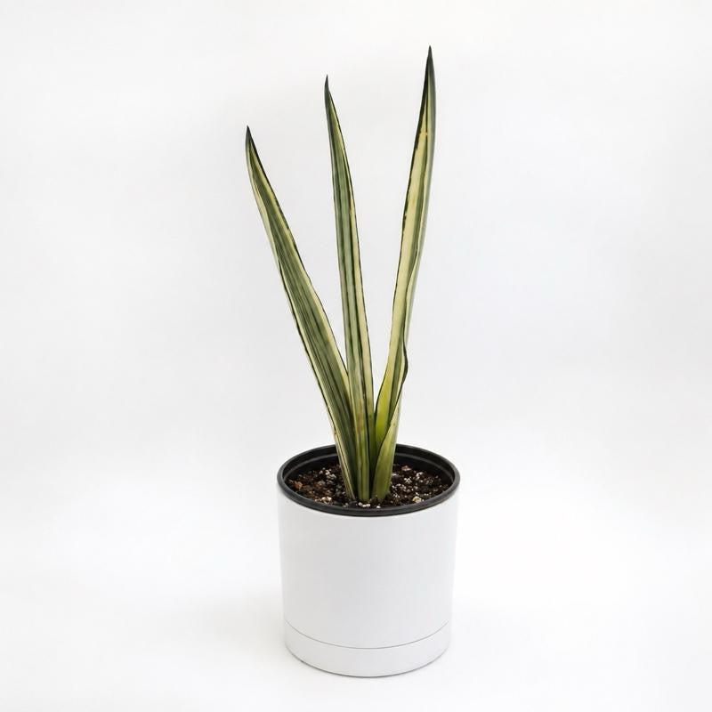 Sansevieria 'Bantel's Sensation'