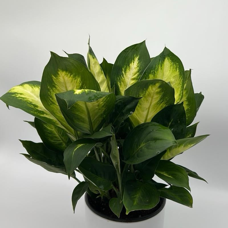 Dieffenbachia 'Camille'