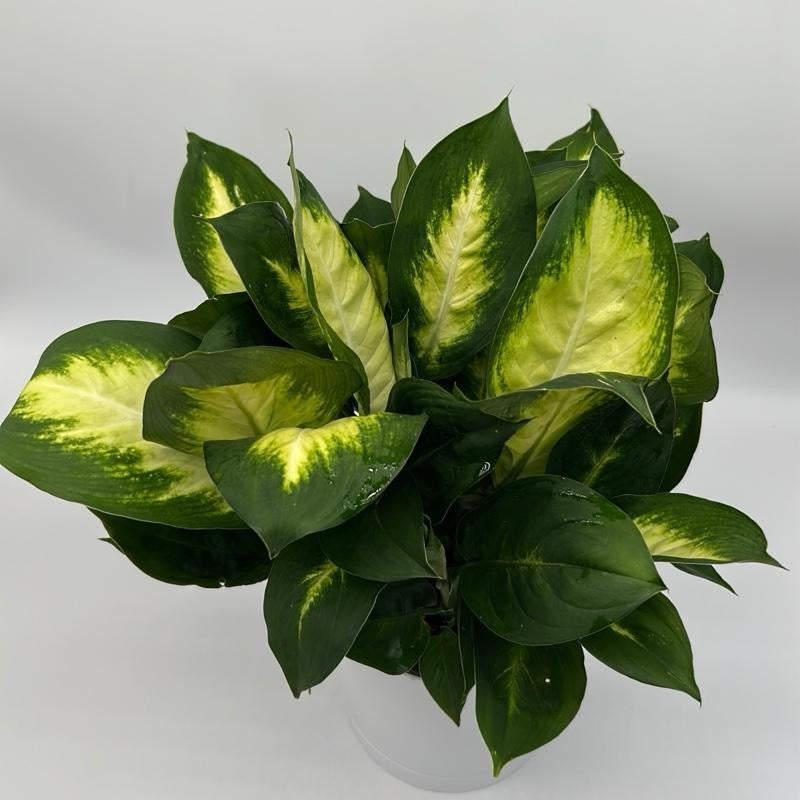 Dieffenbachia 'Camille'